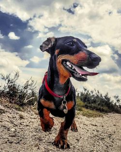 Close-up of a dog on the field