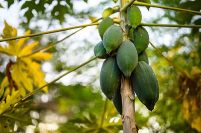 Low angle view of fruits growing on tree