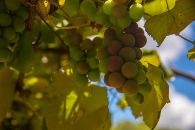 Close-up of grapes growing on tree