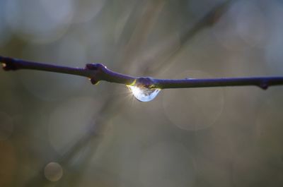 Close-up of water drop on plant against sky