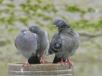 Close-up of pigeons perching on wood