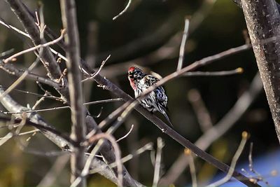 Close-up of bird perching on tree