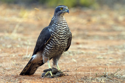 Close-up of a bird perching on a field