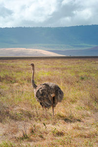 Isolated female ostrich in the grassland  ngorongoro crater. wildlife  concept. tanzania. africa