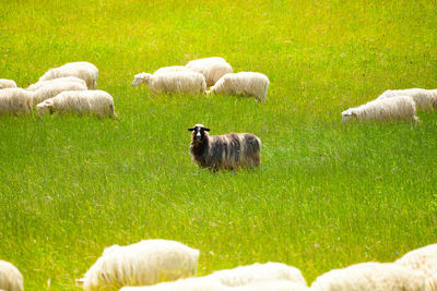 Sheep in a field