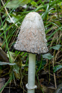 fungus