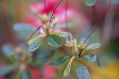 Close-up of flower against blurred background