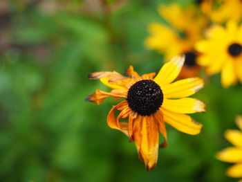 Close-up of yellow flower blooming outdoors