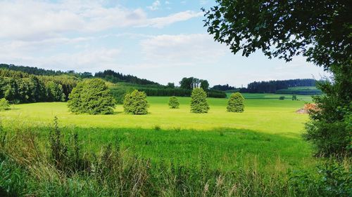 Scenic view of field against sky