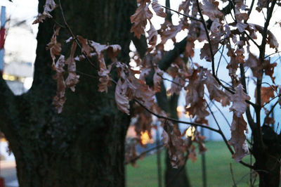 Close-up of tree branch