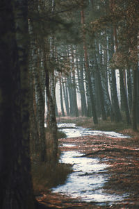 Scenic view of forest