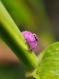 Close-up of insect on purple flower