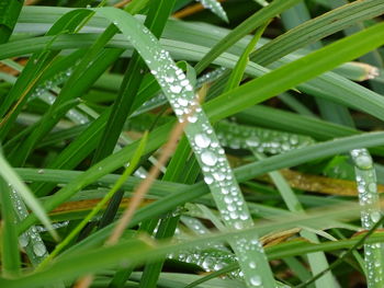 Close-up of wet grass