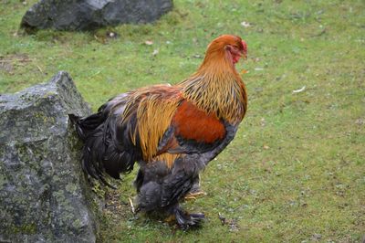 View of a bird on field