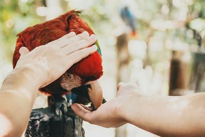 Close-up of hands with scarlet macaw