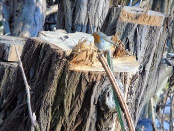 Close-up of bird perching on wood