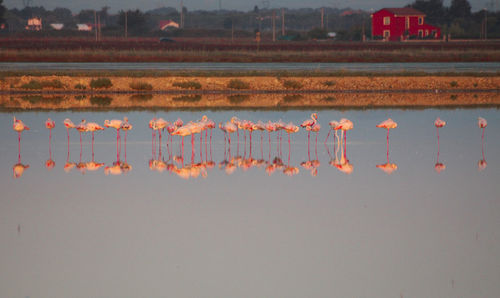 Flock of birds on lake