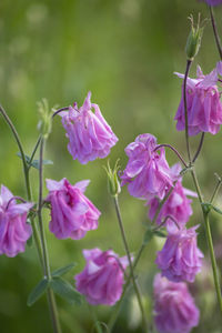 Close-up of pink flowering plants