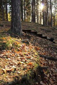 Trees in forest during autumn