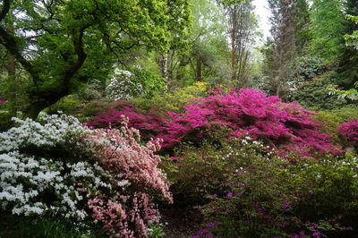 Pink flowers blooming on tree