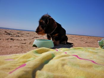 Dog with pet dish at beach against sky