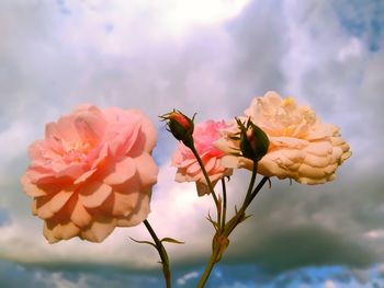 Close-up of butterfly on pink flower