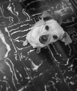 High angle portrait of dog in water