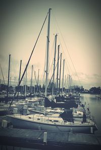 Sailboats moored at harbor against sky