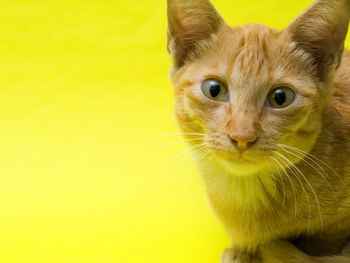 Portrait of ginger cat against yellow background