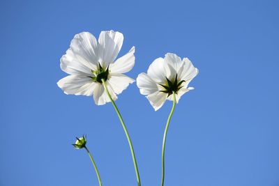 Close-up of white flowering plants against clear blue sky