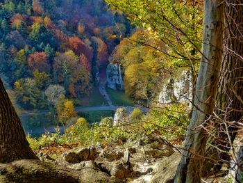 Trees in forest during autumn