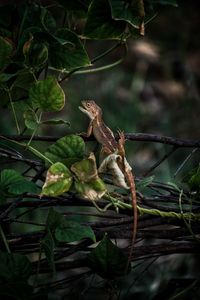 Close-up of lizard on tree