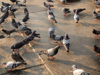 High angle view of pigeons on street