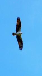 Low angle view of bird flying against clear blue sky