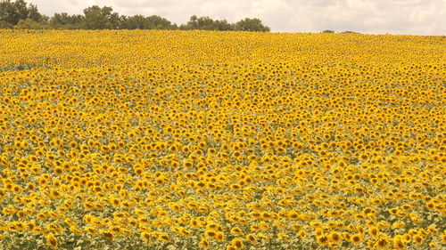 Scenic view of oilseed rape field against sky