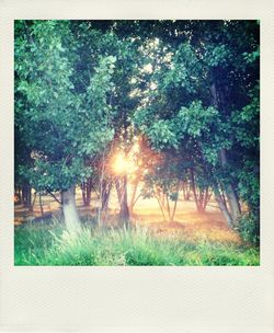 Sun shining through trees