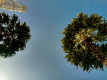 Low angle view of coconut palm tree against clear sky