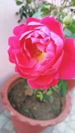 Close-up of pink rose