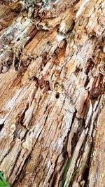 Full frame shot of tree trunk