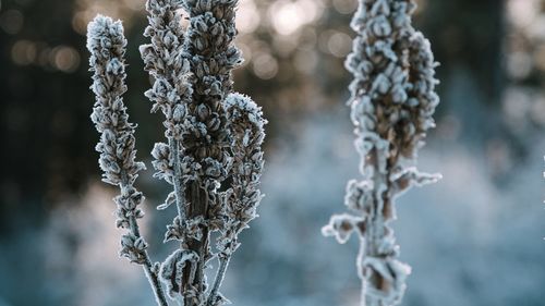 Close-up of frozen plant