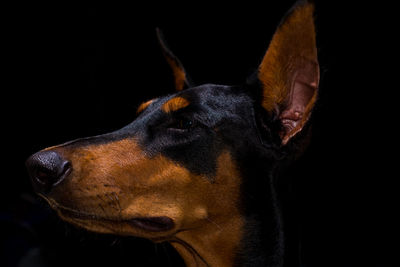 Close-up of a dog over black background