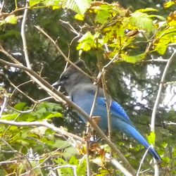 Low angle view of bird perching on tree