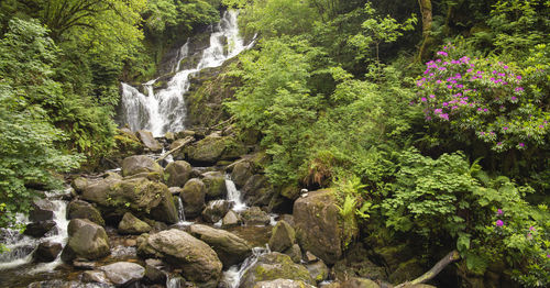 Scenic view of waterfall in forest