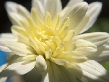 Close-up of white flower