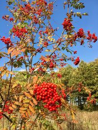 Low angle view of berries growing on tree against sky