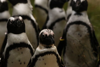 High angle view of pinguïns 