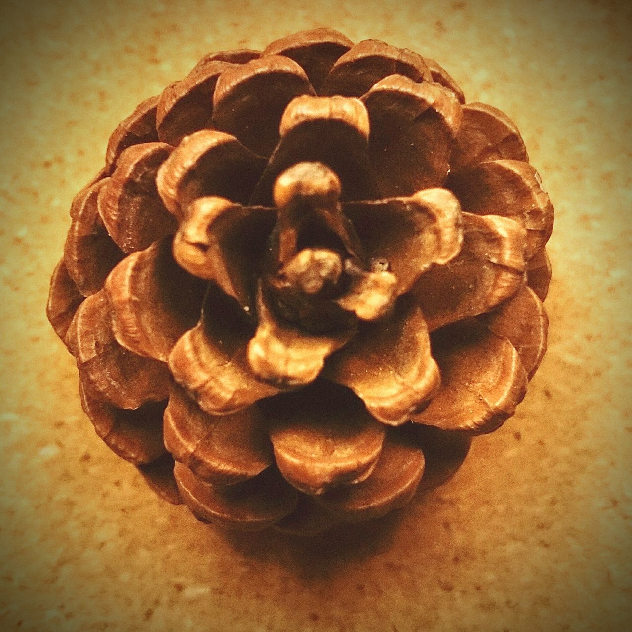 CLOSE-UP OF CHOCOLATE CAKE