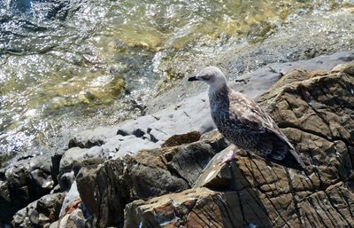 High angle view of seagull perching on rock