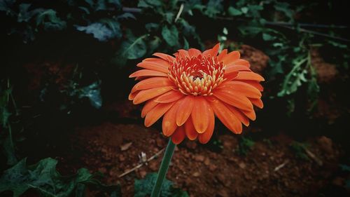 Close-up of red flower