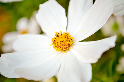 Close-up of white flower blooming outdoors